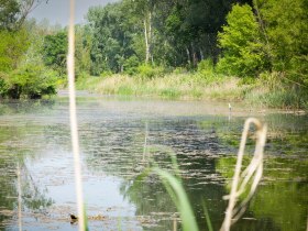 GARTENRADTOUR- Pappeltour, © Donau Niederösterreich - Kamptal-Wagram-Tullner Donauraum