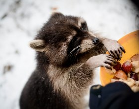 Frech und neugierig: die Waschbären im Tierpark Buchenberg, © Sabine Wieser Fotografie