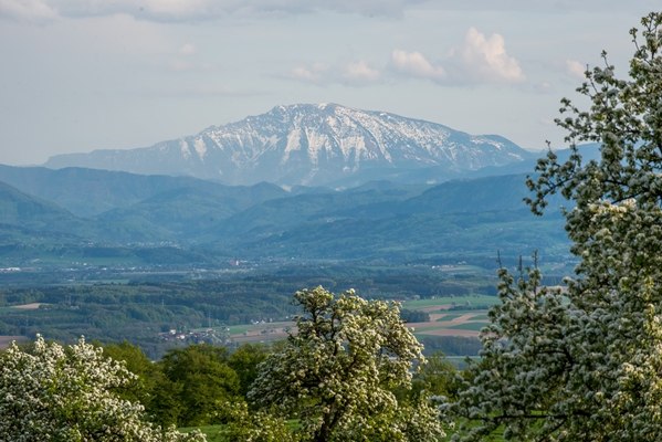 Frühlingserwachen mit Blick auf angeschneiten Ötscher, © pictoresk