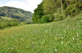 Schauwiese Fahrnlehen bei Hollenstein an der Ybbs, © David Bock