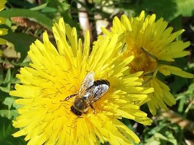 Blumen und Blüten begleiten den Wanderer entlang des Weges, © VSE, Haag Silvia