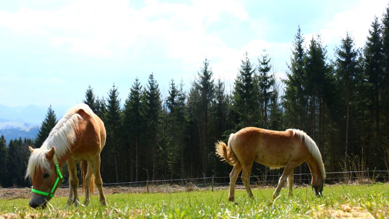 urlaub-beim-almbauer-8, © Almbauer-Familie Wagner