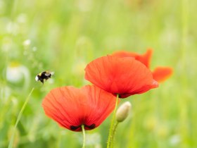 Blühender Mohn, © VSE, Iris Höller