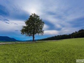 Der einsame Baum, © monoandmore