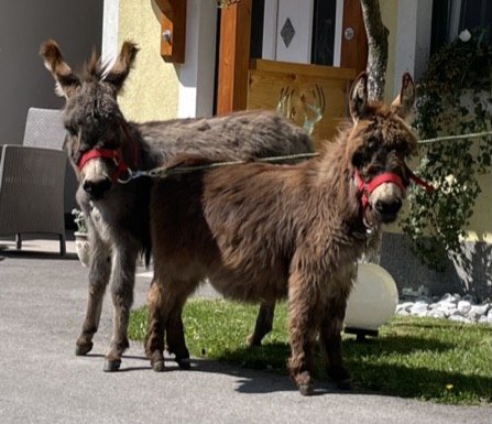 Miniatureseln "Bella" und Little Puschkin", © Familie Heimberger