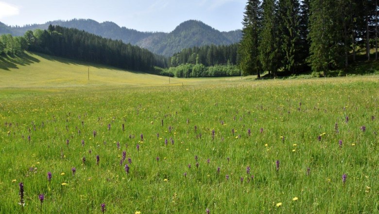 Schauwiese Seisenbachau bei Göstling an der Ybbs, © David Bock