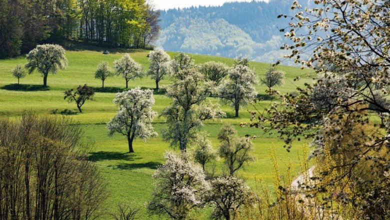 Fotopunkt Wachtberg Richtung St. Veit, © schwarz-koenig.at