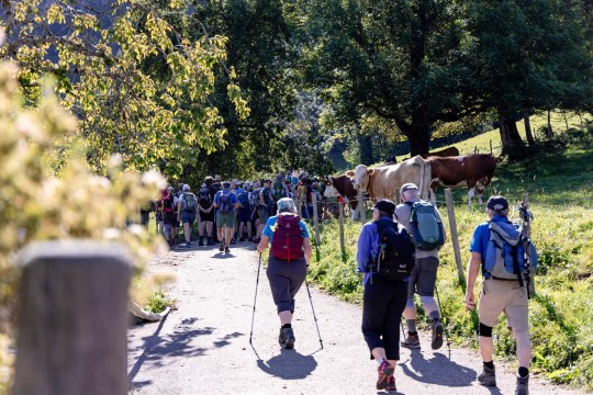 Vorbei am Weidevieh bis zum Prochenberg, © Fred Lindmoser