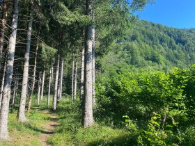 Gemütlicher Promenadenweg, © Nordisches Zentrum St. Aegyd