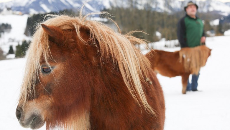 Pferd im Winter, © Niederösterreich Werbung/ schwarz-koenig.at