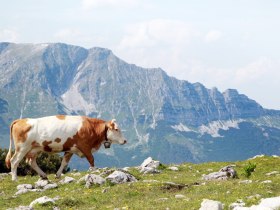 Gemeindealpe Mitterbach - Blick auf den Ötscher, © weinfranz.at