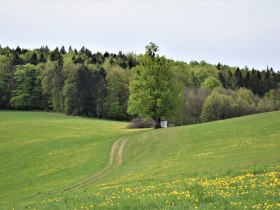 Michelbacher Elsbeerweg, © Mostviertel Tourismus/@Refugium Hochstraß