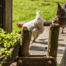 Kobichl children's farm, © Fred Lindmoser