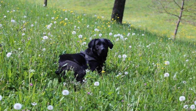 Unser Hofhund Nero, © zVg Fam. Fallmann