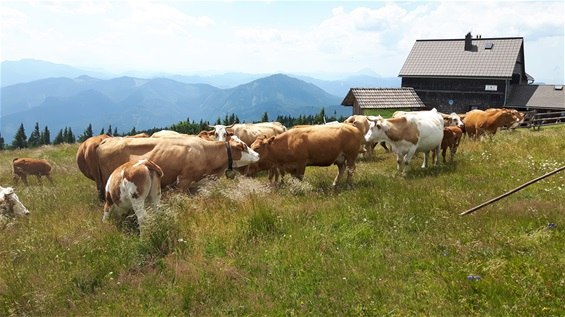 Kühe auf der Reisalpe, © Helga Zöchling/Reisalpe