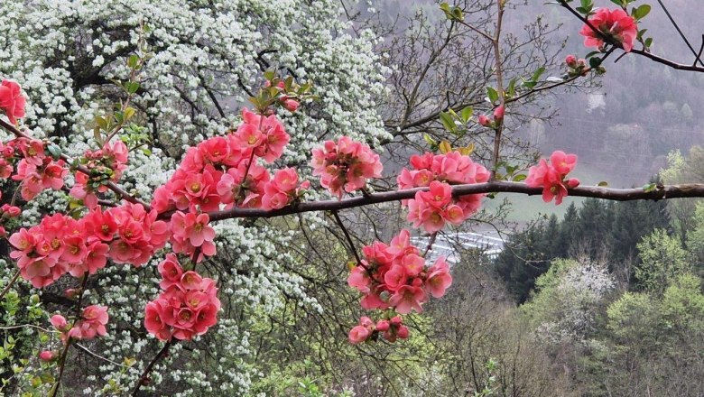 ein Blütenmeer im Frühling, © Mostviertel Tourismus