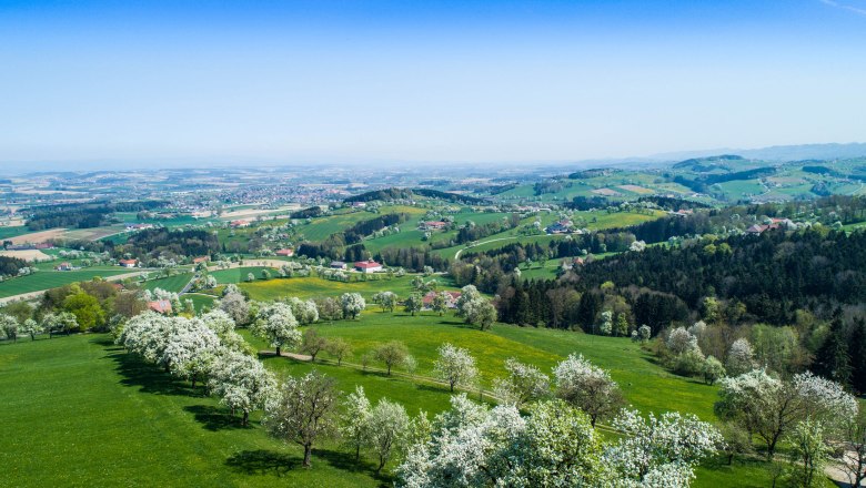 Die Birnbaumblüte von oben betstaunen, © Cleanhill Studios