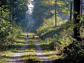 Wildewechsel am Weg, © Mostviertel