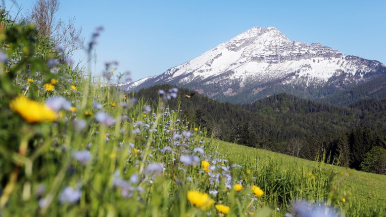 Ausblick Ötscher von Joachimsberg, © weinfranz.at