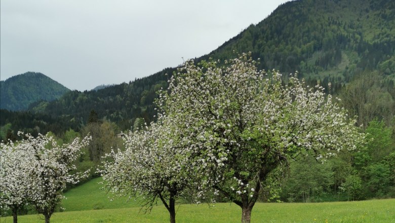 Frühling am Lasingerhof, © Cornelia Lasinger