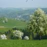 Blühende Birnbäume rund um den Gölsenhof, © Fam. Büchinger