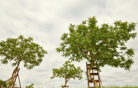 krumme Nussbäume in Krummnussbaum, © Donau Niederösterreich / Klaus Engelmayer