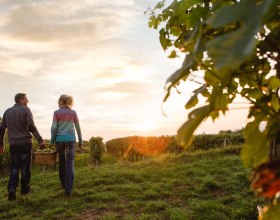 Weinherbst im Traisental, © schwarz-koenig.at