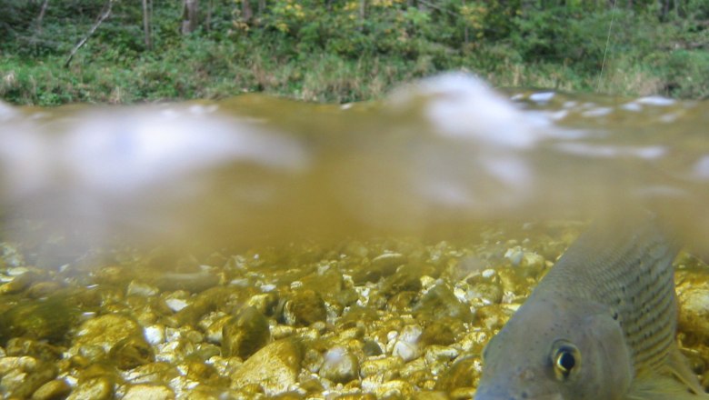 Fischen in den Ybbstaler Alpen, © Gmd. Opponitz