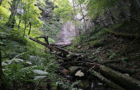 Durch den Wald wandern, © Roman Zöchlinger