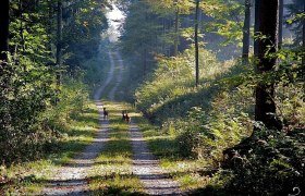 Wildewechsel am Weg, © Mostviertel