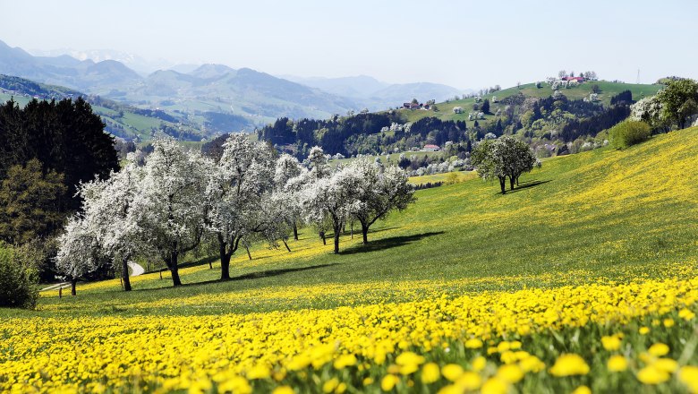 Birnbaumblüte in Sonntagberg, © weinfranz.at